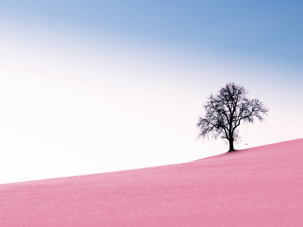 Silouette of tree on horizon of pink grass